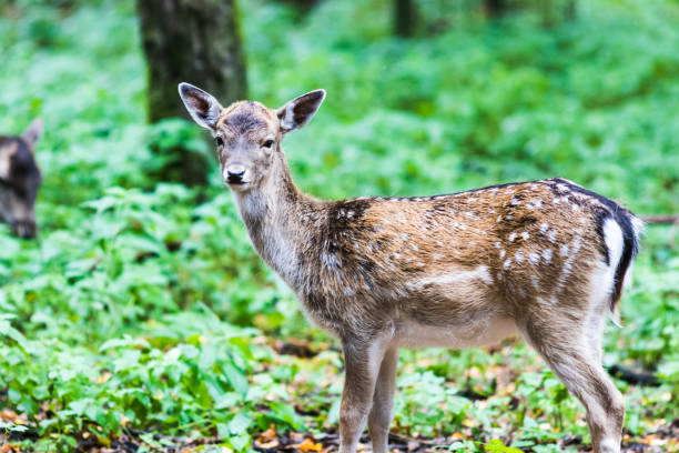 istock European red deer in the forest 871403300