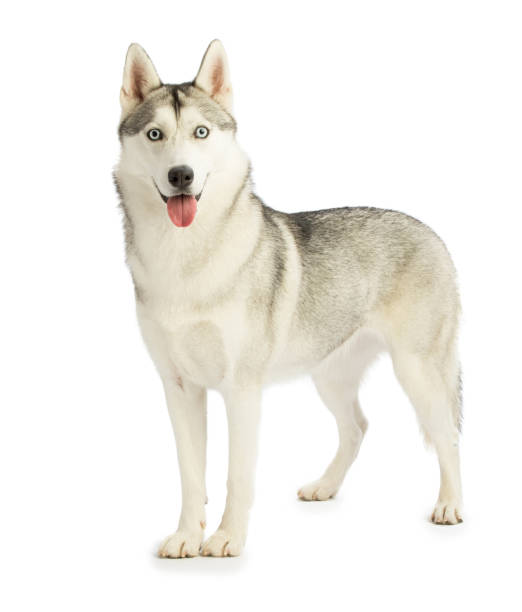 istock Happy Siberian Husky standing 871403580