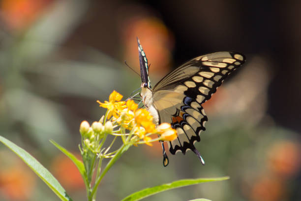 istock Gorgeous Tiger Swallow Tail or Papilio glaucus butterfly 871406612