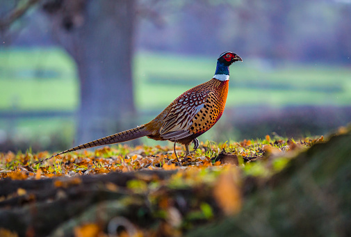 male pheasant in autumn field