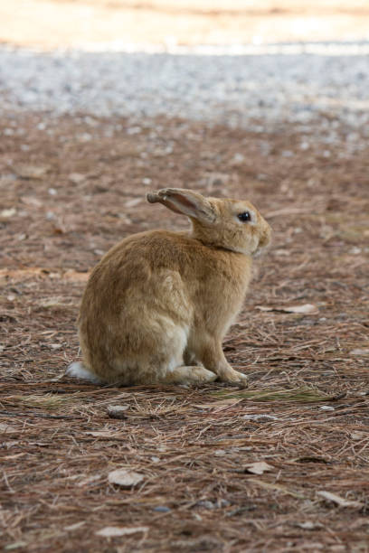istock MARINA DI MASSA, ITALY - AUGUST 22 2015: light brown rabbit standing in a park through pine needles 871409260