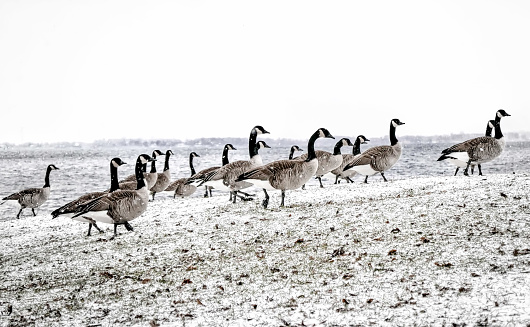 Canadian geese in the first snow along Lake Ontario