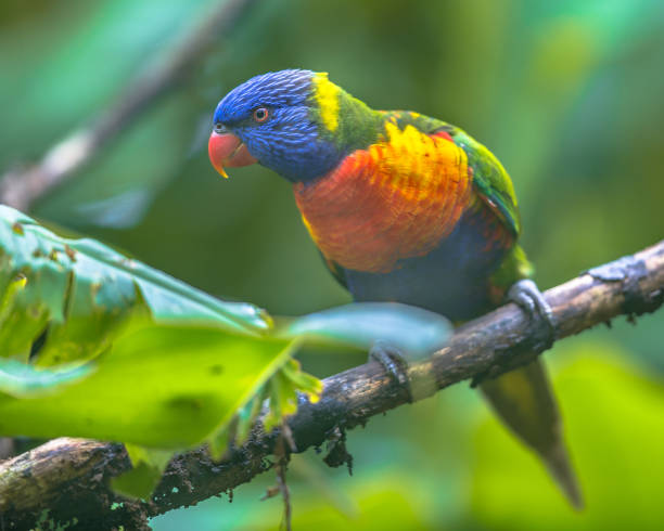 Rainbow lorikeet looking in camera Rainbow lorikeet (Trichoglossus moluccanus) is a species of parrot found in rainforests of Australia lory photos stock pictures, royalty-free photos & images