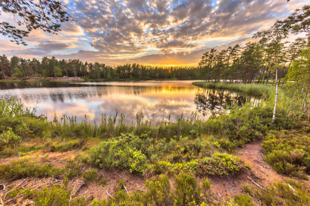 hokensas 自然保護区の林湖 - vastergotland ストックフォトと画像