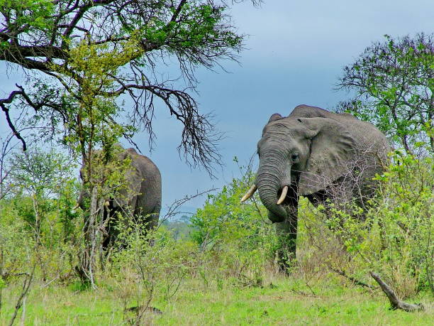 istock Wild Elephants in South Africa 871412784