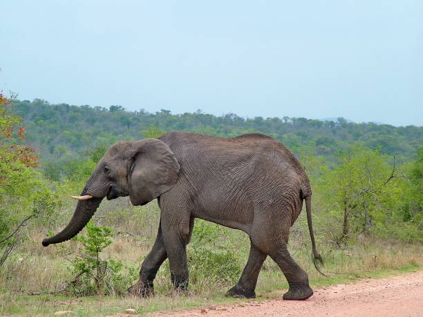 istock Wild Elephants in South Africa 871412786