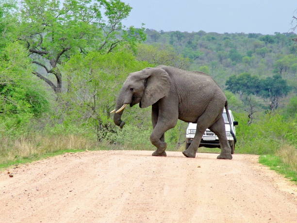istock Wild Elephants in South Africa 871412804