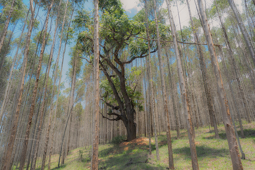 Direct below view of eucalyptus trees