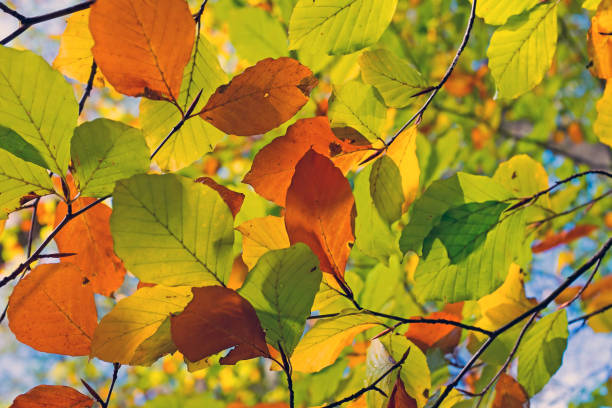 istock Autumn leaves against a blue sky 871413574