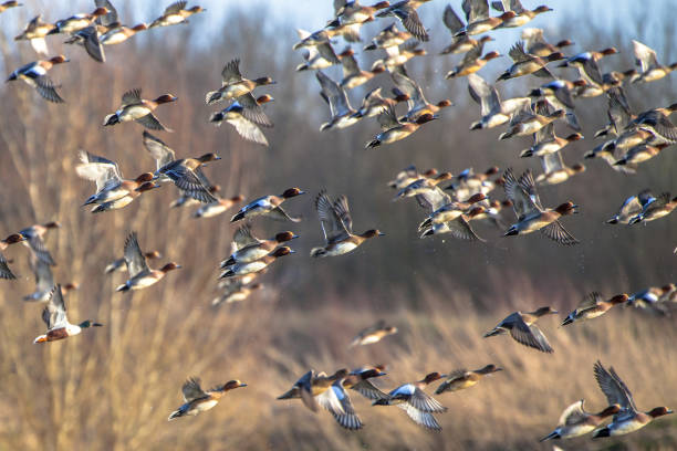 Flock of Migratory Eurasian wigeon ducks Migrating Eurasian wigeon (Anas penelope) ducks are leaving for the southern hibernating areas in autumn and winter. water bird stock pictures, royalty-free photos & images