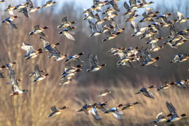 Migrating Eurasian wigeon (Anas penelope) ducks are leaving for the southern hibernating areas in autumn and winter.