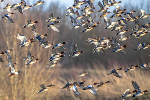 flock of migratory eurasian wigeon ducks - bird leadership flying goose imagens e fotografias de stock