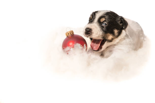 istock Christmas Dog - Jack Russell Terrier 871414066