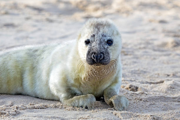 istock Baby grey seal (grypus halichoerus) relaxing on the beach 871417492