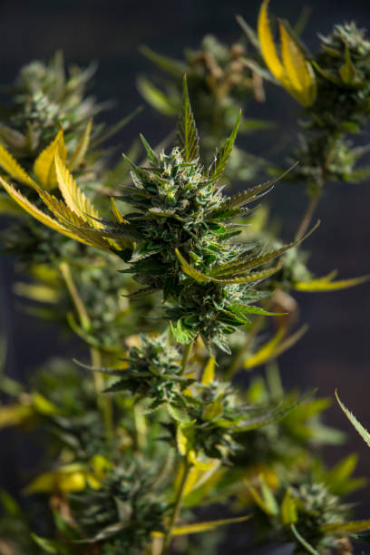 Green Marijuana Cannibus Plant