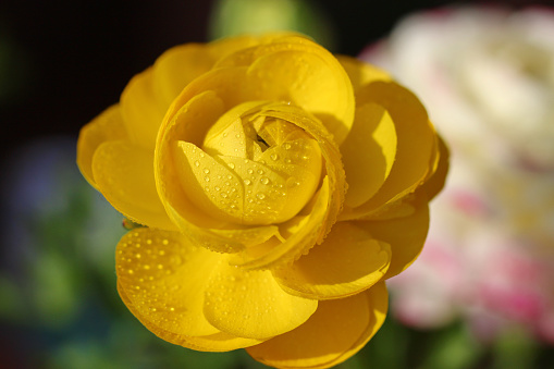 A Rannunculus or buttercup flower with water drops