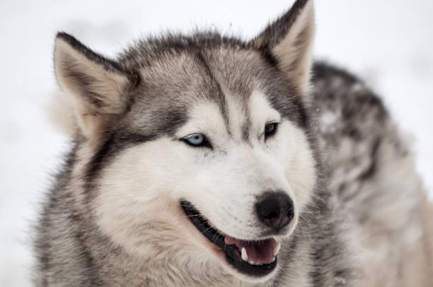 istock Husky dog portrait 871427864