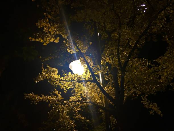 istock the light of Autumn  in Seoul_2 871431346