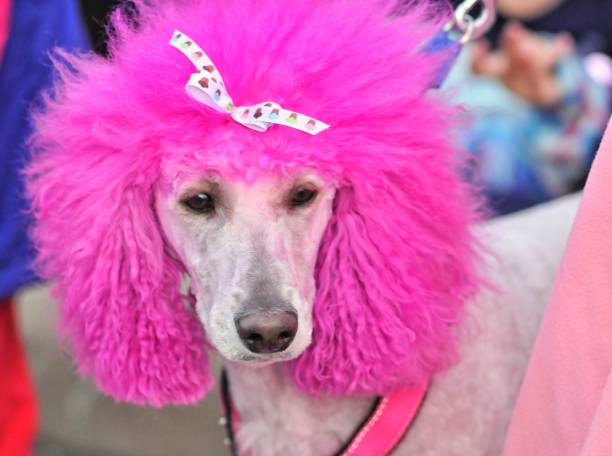 Halloween Poodles Stock Photo - Download Image Now - Pink Color