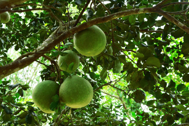istock a group of pamelo hang on the tree 871437284