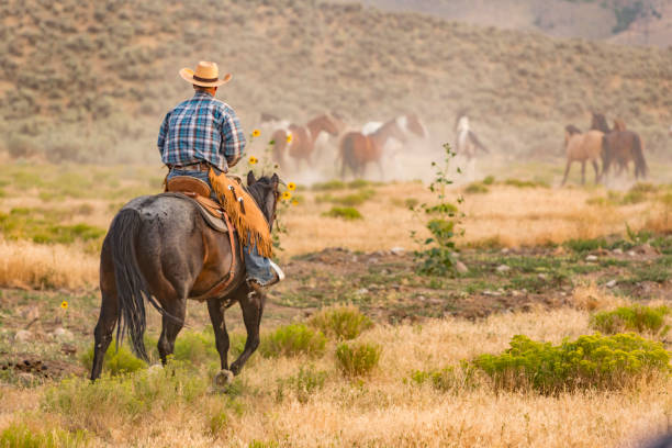 istock Cowboy Working to Herd a Group of Wild Horses 871438104