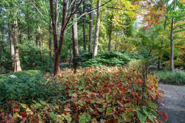 istock garden in autumn 871441100