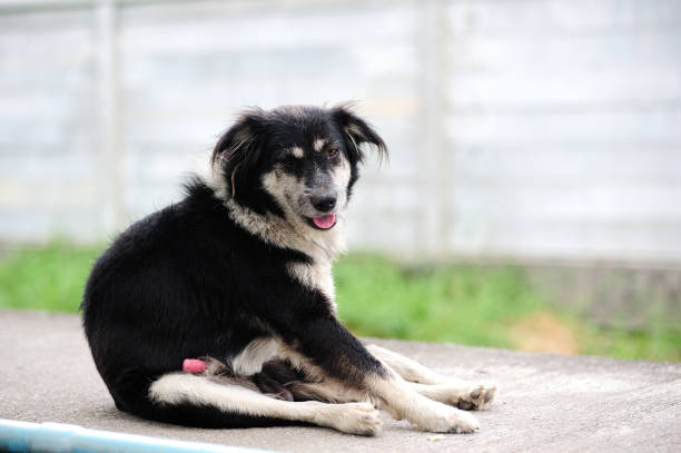 smiling dog sitting like a person on cement floor