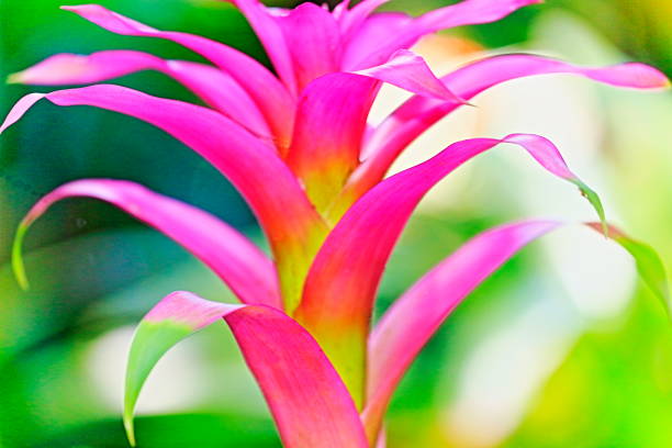 idyllische bromelie blume kopf nidularium blüte bloom, zarte bunte pflanzen - schöne guzmanie landschaft - botanische familie: bromeliaceae - tropische pflanzen im brasilianischen amazonas-regenwald und feuchtgebiete pantanal - brasilien - bromeliad stock-fotos und bilder