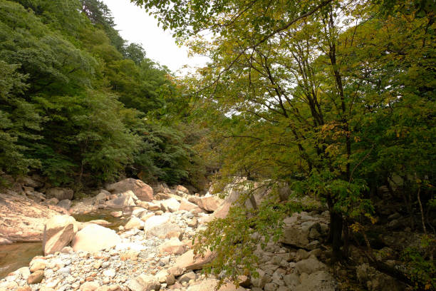 istock Autumn Forest and Stream in South Korea 871448268