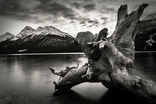 old log washed ashore on the edge of spray lakes