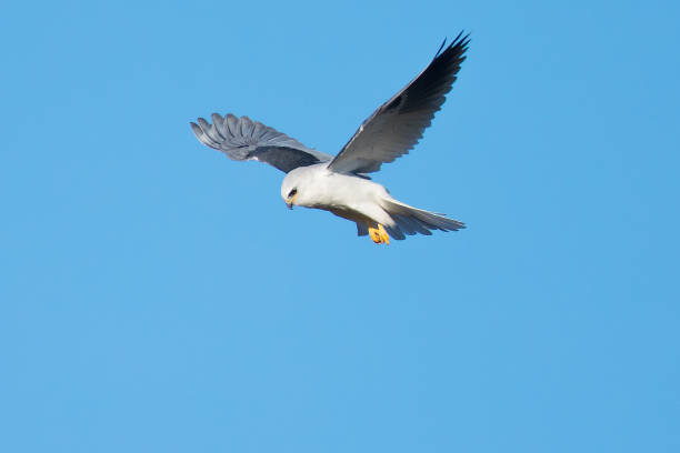 Very close view of a white-tailed kite about to strike, seen in the wild in North California Very close view of a white-tailed kite about to strike, seen in the wild in North California white tailed stock pictures, royalty-free photos & images