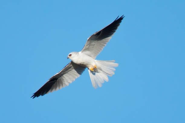 Very close view of a white-tailed kite about to strike, seen in the wild in North California Very close view of a white-tailed kite about to strike, seen in the wild in North California white tailed stock pictures, royalty-free photos & images