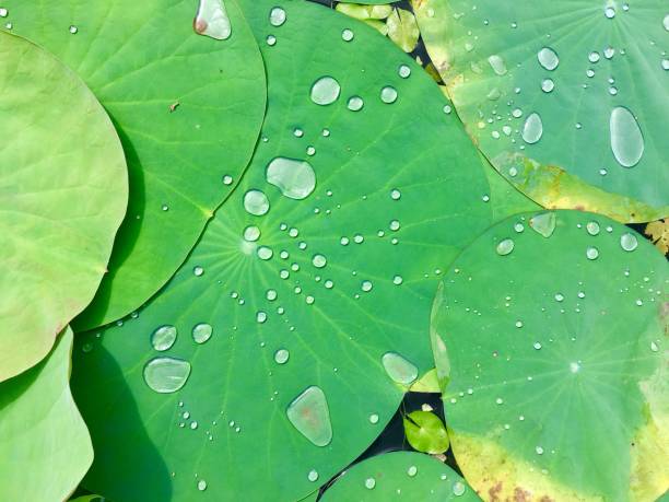 istock Beautiful attractive lotus, leaves a asian lily 871451132