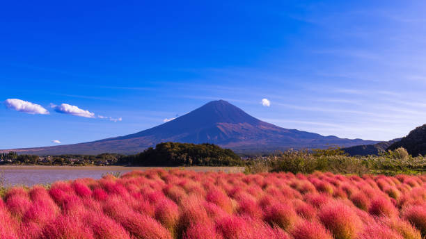 istock Mount Fuji which is viewed from lake Kawaguchiko in autumn. 871451142
