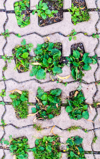 istock green grasses in  holes of paving blocks. background, pattern 871458522