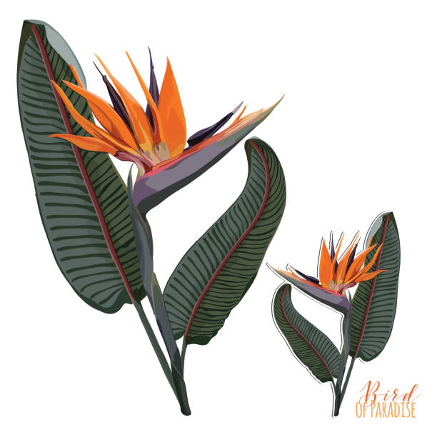 istock Bird Of Paradise Flowering with Leaves Plant Clip Art 871461276