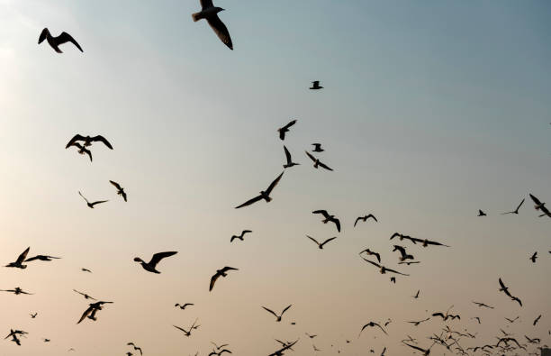 istock Flying Seagulls near Mangrove Forest Natural 871464020