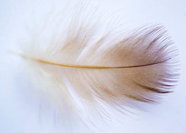 istock black and white feather. black feather on white background 871464478