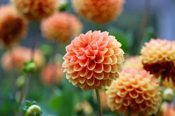 Peach colored dahlias blooming in Minnesota in Autumn