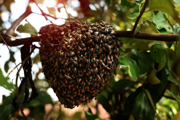plaster miodu - bee swarm of insects beehive tree zdjęcia i obrazy z banku zdjęć
