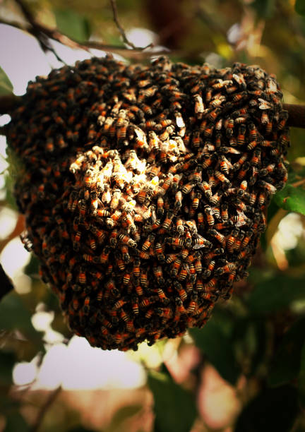 соты крупным планом - bee swarm of insects beehive tree стоковые фото и изображения