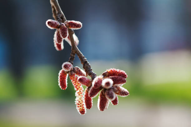 fiori maschi di quercia - 11828 foto e immagini stock