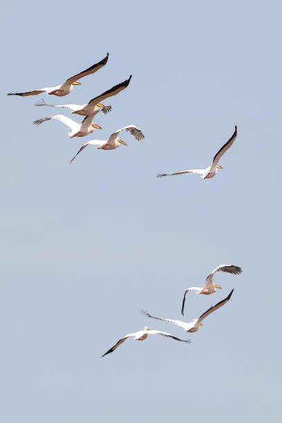 istock pelicans flying against the blue sky (pelecanus onocrotalus) 871478336