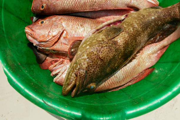 attraper le vivaneau rouge fermer vers le haut, vue de dessus - fish catch of fish seafood red snapper photos et images de collection