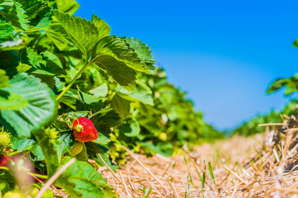 Strawberry field with rows of ripe growth.