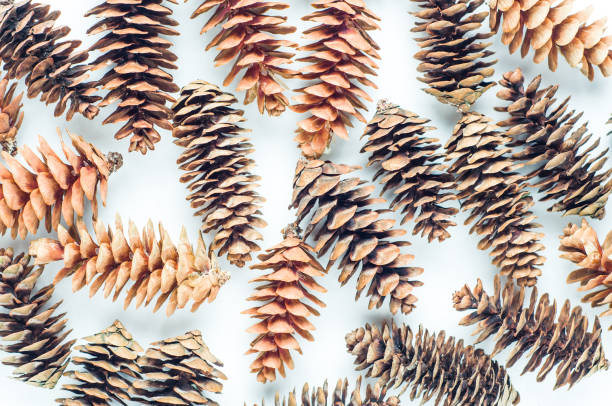 istock Natural fir cones on white background 871479536