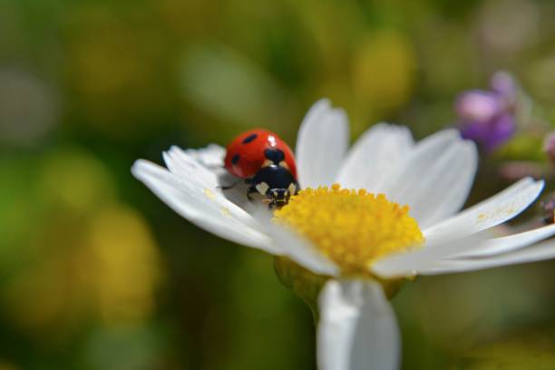 istock Little red ladybug at the white daisy flower 871483072