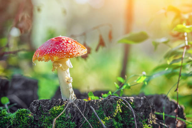 istock large mushroom amanita with a red hat 871483422