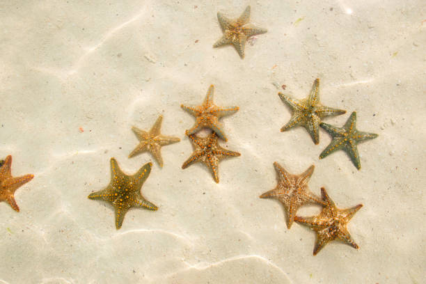 istock Group of starfish underwater on sandy ocean bottom, top view 871483526