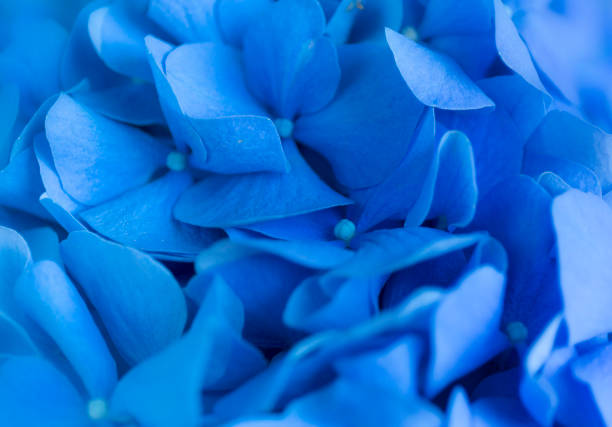 istock Blue Hydrangea background. Hortensia flowers surface. Macro photo. 871483644